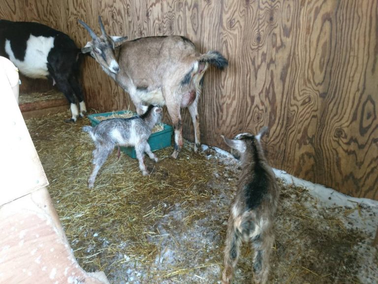 赤ちゃんヤギが誕生しました 奥能登山海市場